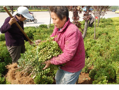 武夷山附近绿化苗木市场在哪里有